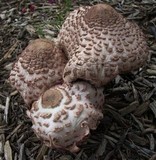 Leucoagaricus americanus image