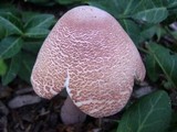 Leucoagaricus americanus image