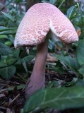 Leucoagaricus americanus image