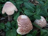 Leucoagaricus americanus image