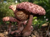 Leucoagaricus americanus image