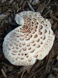 Leucoagaricus americanus image