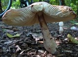 Leucoagaricus americanus image