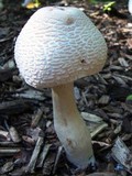 Leucoagaricus americanus image