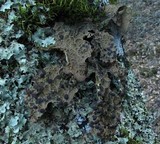 Pseudocyphellaria anthraspis image