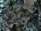 Pseudocyphellaria anthraspis image