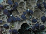 Pseudocyphellaria anthraspis image