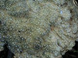 Pseudocyphellaria anthraspis image