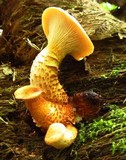 Neolentinus lepideus image