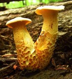 Neolentinus lepideus image