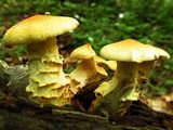 Neolentinus lepideus image