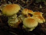 Neolentinus lepideus image