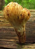 Neolentinus lepideus image