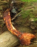 Neolentinus lepideus image