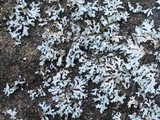 Physcia biziana image