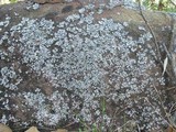 Physcia biziana image
