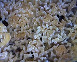 Phlebia rufa image