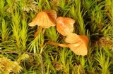 Galerina rostrata image