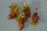 Galerina rostrata image