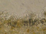 Galerina rostrata image