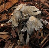 Coprinellus flocculosus image