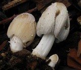 Coprinellus flocculosus image