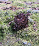 Alloclavaria purpurea image