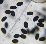 Coprinellus flocculosus image