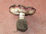 Lepiota fuliginescens image
