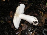 Russula cremoricolor image
