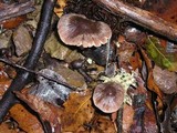 Psathyrella longistriata image
