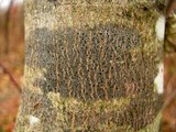 Amandinea polyspora image