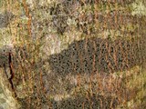 Amandinea polyspora image
