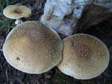 Amanita multisquamosa image