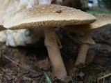 Amanita multisquamosa image