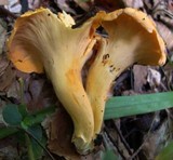 Cantharellus lateritius image