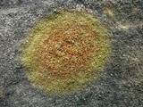 Caloplaca flavovirescens image