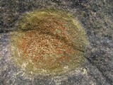Caloplaca flavovirescens image