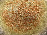 Caloplaca flavovirescens image