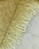 Arrhenia retiruga image