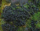 Leptogium platynum image