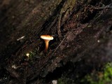 Hygrophoropsis aurantiaca image