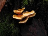 Hygrophoropsis aurantiaca image