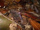 Laccaria amethystina image