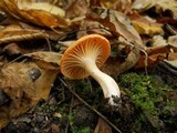 Hygrocybe pratensis image