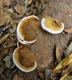 Ganoderma testaceum image
