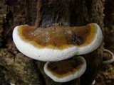 Ganoderma testaceum image
