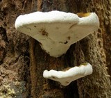 Ganoderma testaceum image