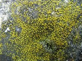 Candelariella aurella image