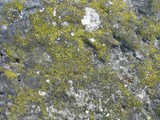 Candelariella aurella image